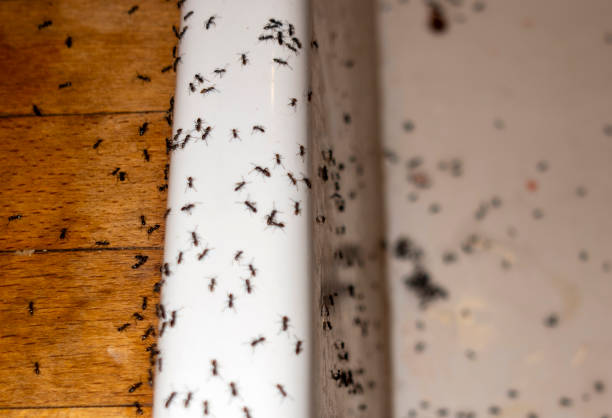 Best Pest Prevention Services  in Redwood Falls, MN